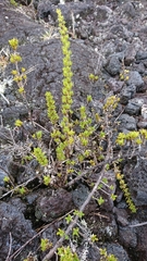 Coprosma ernodeoides