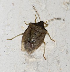 Euschistus obscurus