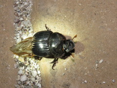 Dichotomius colonicus