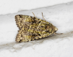 Anaplectoides pressus