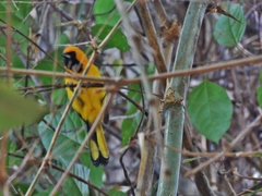 Icterus mesomelas