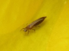 Thrips