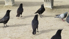 Corvus corone