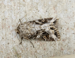 Trichordestra liquida