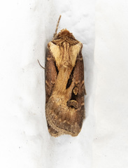Agrotis vancouverensis