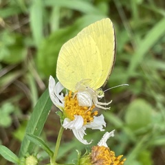 Thomisus okinawensis