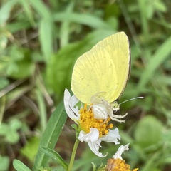 Thomisus okinawensis