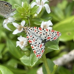 Utetheisa lotrix