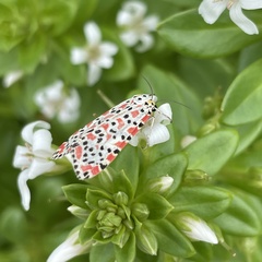Utetheisa lotrix