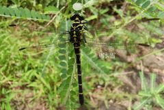 Burmagomphus vermicularis