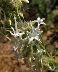 Ipomopsis aggregata candida