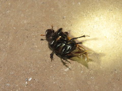 Dichotomius colonicus