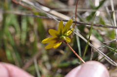Crocidium multicaule