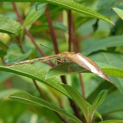 Vindula dejone erotella