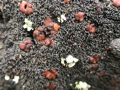 Fuscopannaria coralloidea