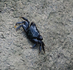 Metopograpsus frontalis