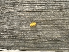 Epilachna varivestis