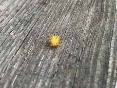 Epilachna varivestis