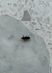 Melacoryphus circumlitus