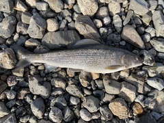 Thymallus brevirostris