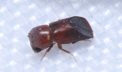 Paraxylion bifer