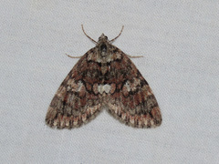 Hydriomena irata