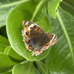 Junonia orithya orithya