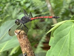 Agrionoptera insignis