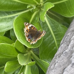 Junonia orithya orithya