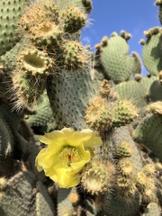 Opuntia leucotricha