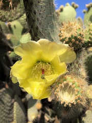 Opuntia leucotricha