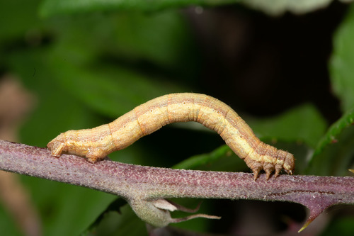 Rudasprindis nuotrauka