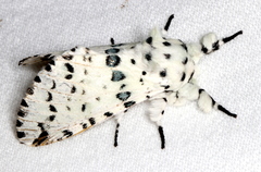 Kamalia australis