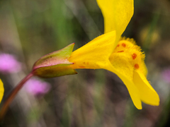 Erythranthe microphylla