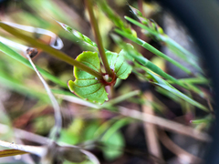 Erythranthe microphylla