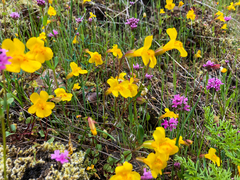 Erythranthe microphylla