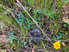 Trifolium willdenovii