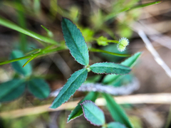 Trifolium willdenovii