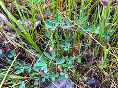 Trifolium willdenovii