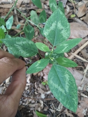 Euphorbia graminea
