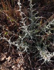 Stephanomeria cichoriacea
