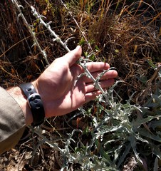 Stephanomeria cichoriacea