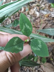Euphorbia graminea