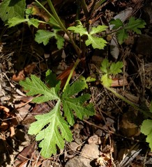 Sanicula hoffmannii