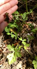 Sanicula hoffmannii