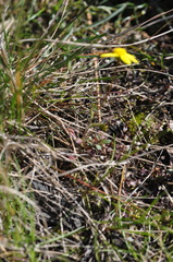 Crocidium multicaule