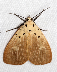 Asota iodamia