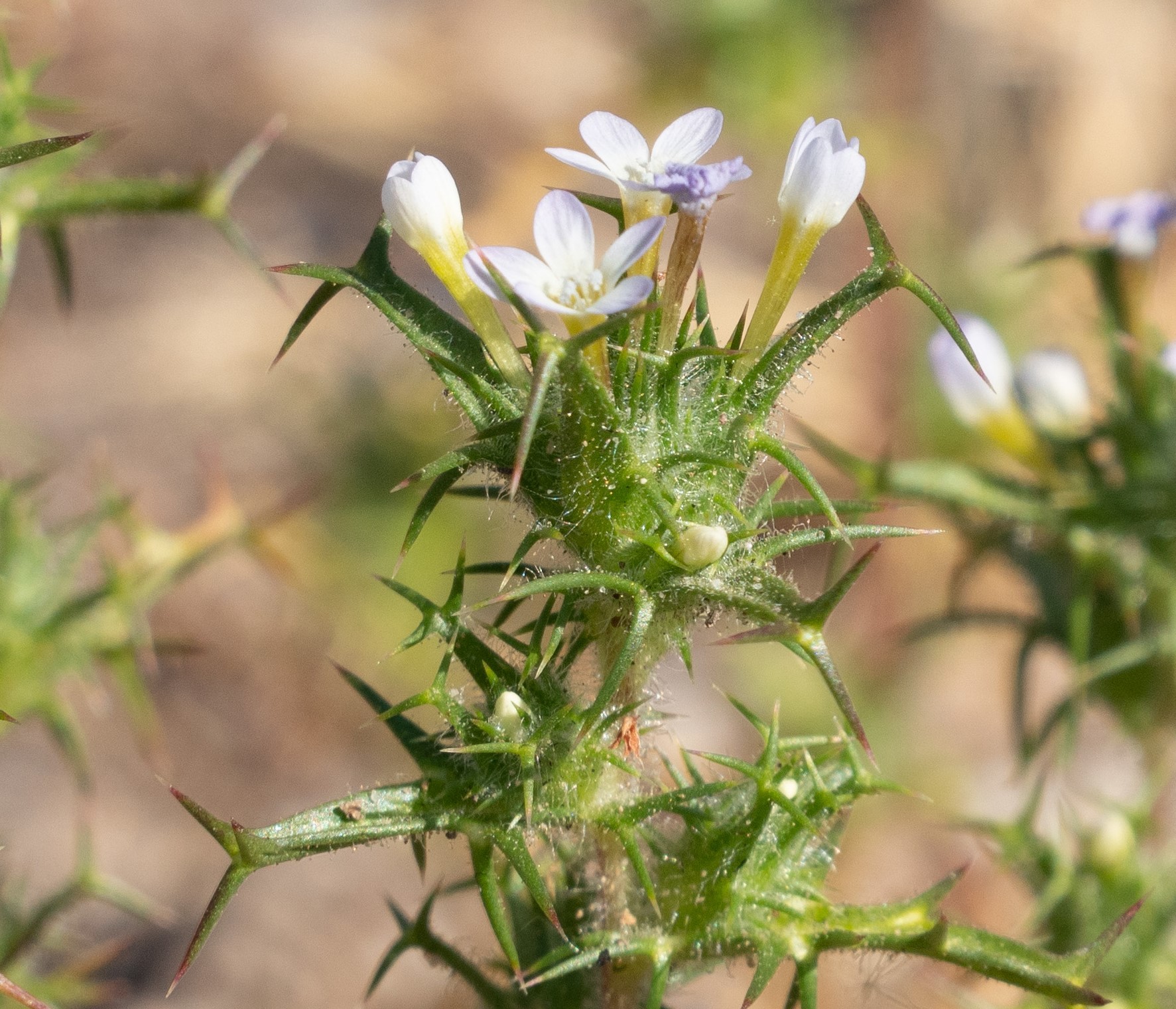 Navarretia hamata