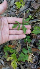 Sanicula hoffmannii