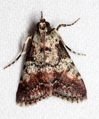 Orthaga rubridiscalis